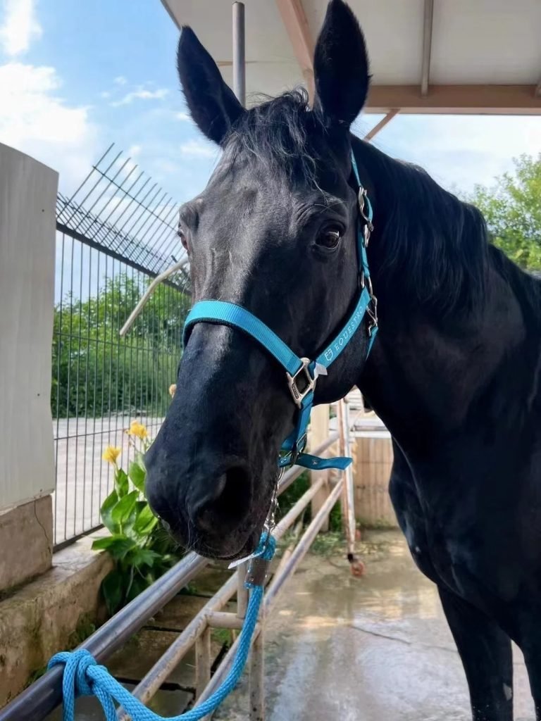 Western Horse Bridles